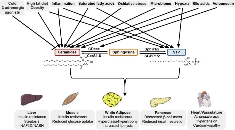 Ceramide and S1P are critical links in the development of metabolic disease